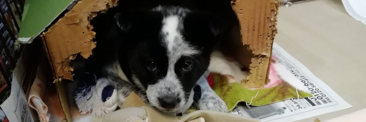 ふぅちゃんオンライン