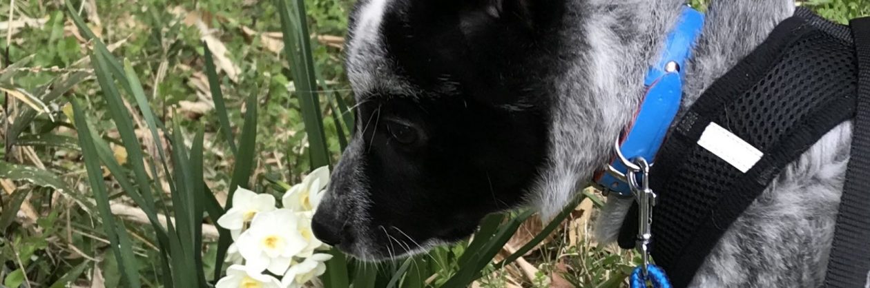 ふぅちゃんオンライン