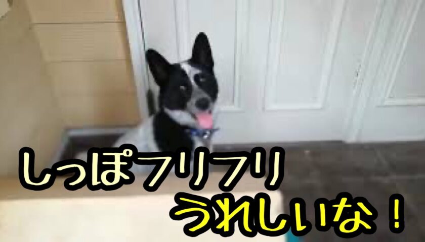 ふーちゃん玄関先でしっぽフリフリでいってらっしゃい、でも行かないで！