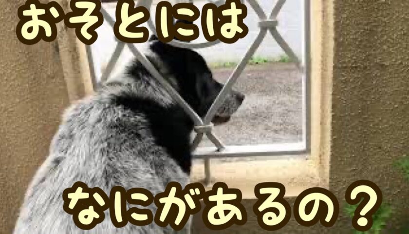 保護犬ふぅちゃん、柵から道路をじーっと覗く