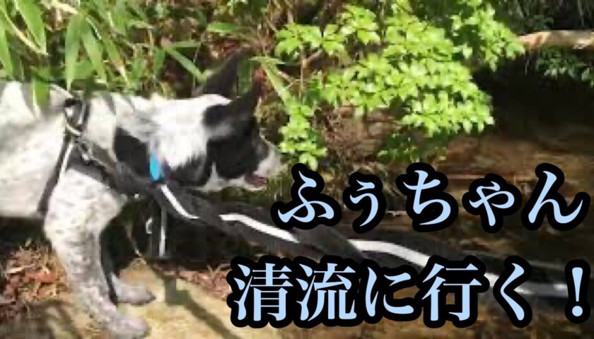 ふぅちゃん、はじめての清流で水遊
