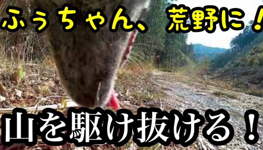 ふーちゃん視線で野山を駆け回る動画　動きが激しいので閲覧注意