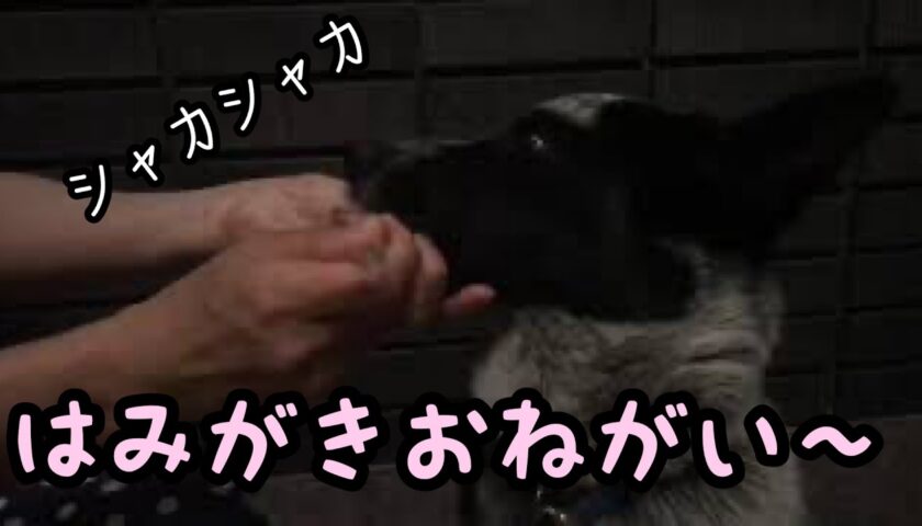 ふーちゃん、寝る前に歯磨き！