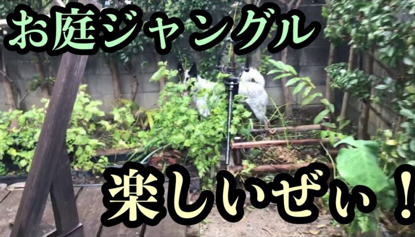 庭を自由自在にかけまわる保護犬ふぅちゃん