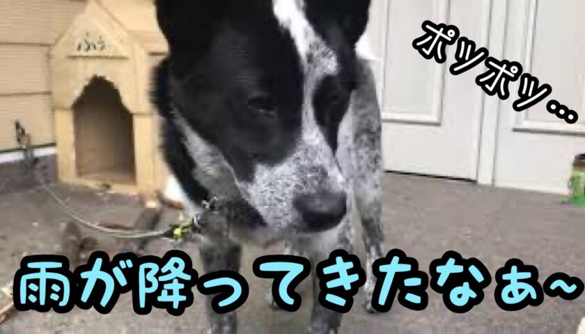 雨の日、お外を眺めてのんびりふぅちゃん