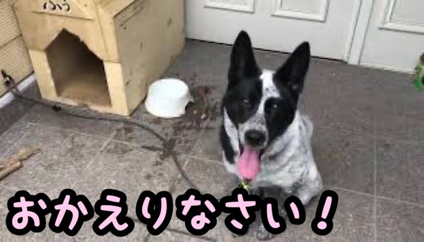 ふぅちゃん、玄関でお出迎え