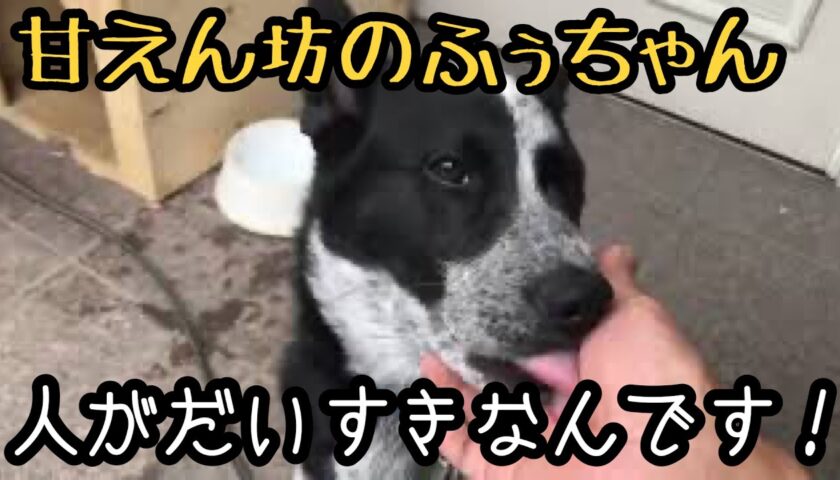 甘えん坊ふぅちゃん、飼い主と戯れる