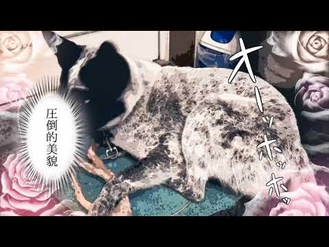 保護犬ふぅちゃん × Snow