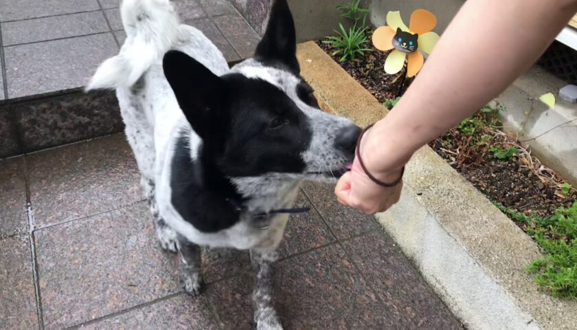 ふぅちゃん、待ての後におやつを食べに来る