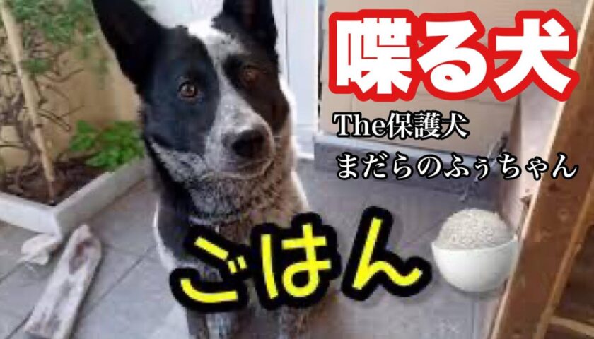 「ごはん」とおしゃべりする保護犬ふぅちゃん