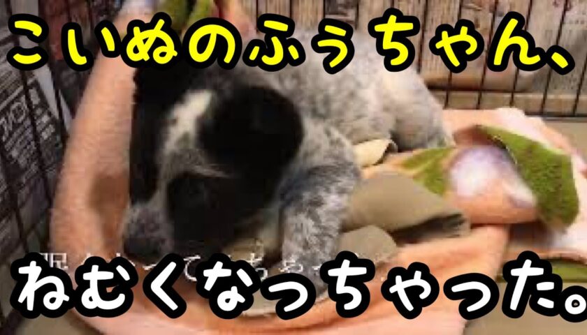 遊びつかれてくぅ〜