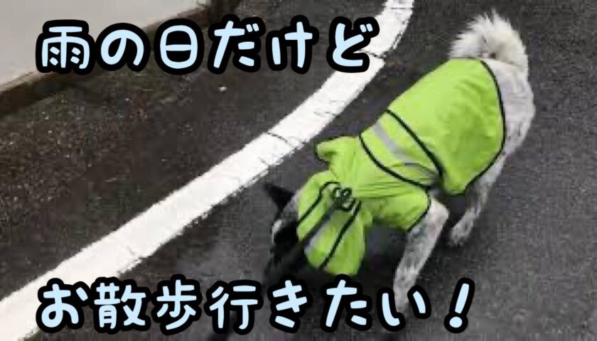保護犬ふぅちゃん、雨の中の散歩。色々な匂いが気になります。