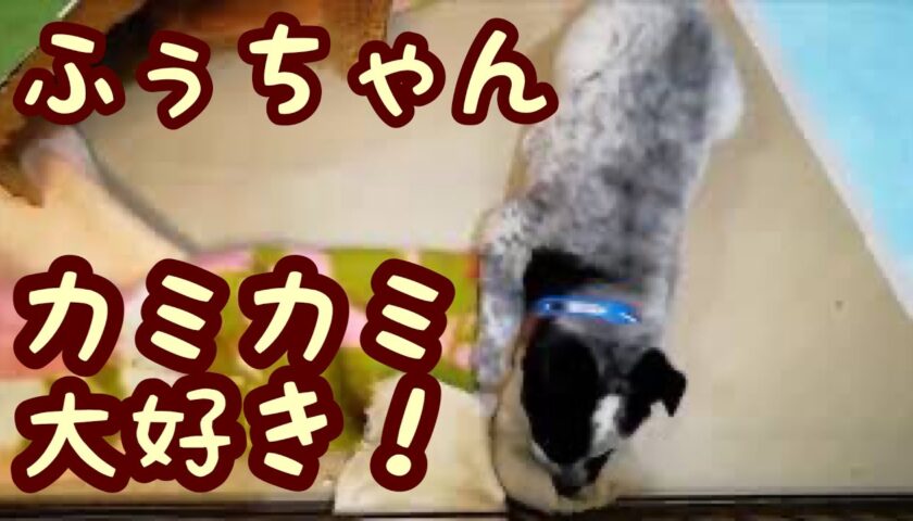 とにかくカミカミ大好きふーちゃん
