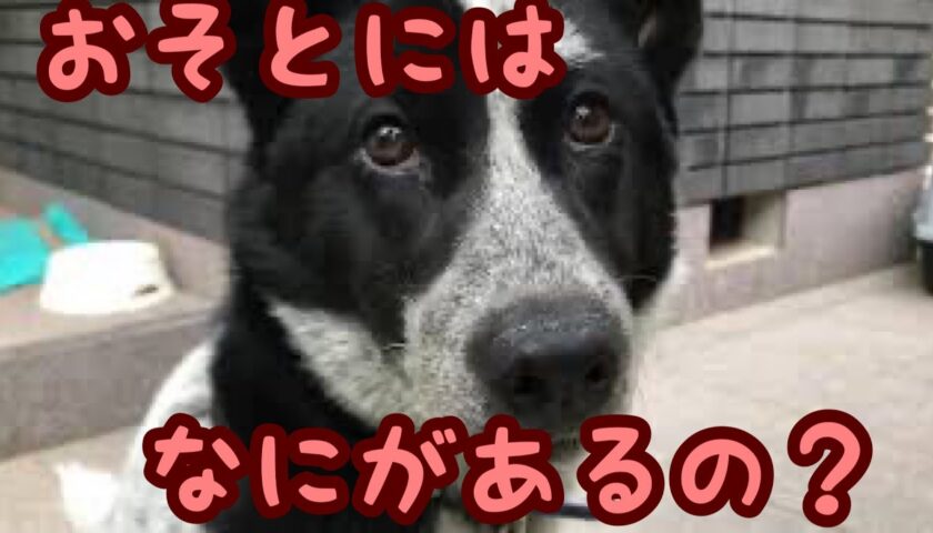 格子越しに外を見つめる保護犬ふぅちゃん