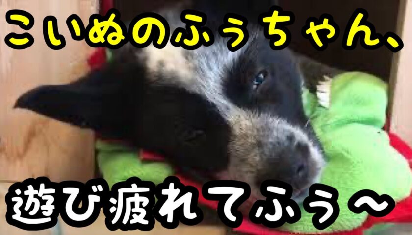 【HD画質】こいぬのふぅちゃん、今朝も遊びつかれてふぅ〜