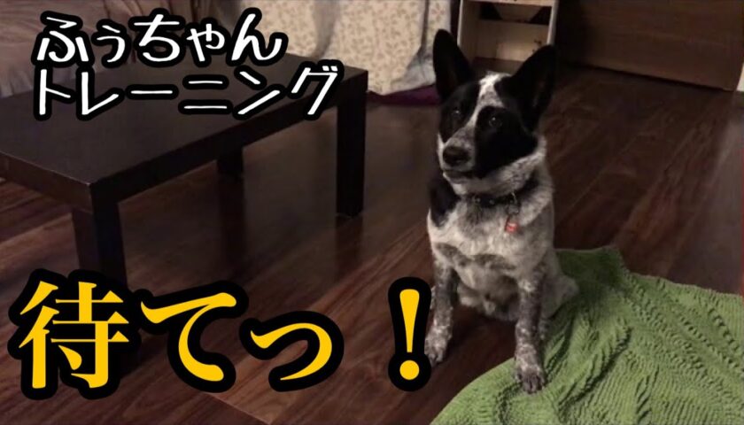 保護犬ふぅちゃん、待ての特訓中！