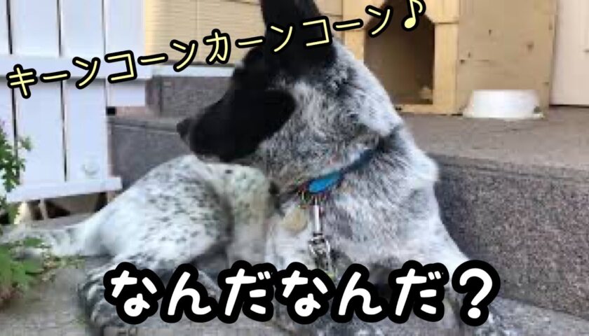今朝のふぅちゃん、近くの学校が始まりチャイムが気になります。