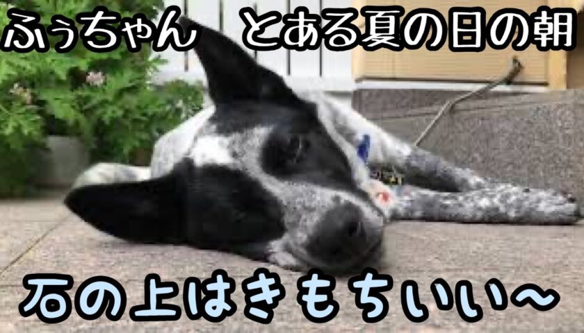 朝の玄関先は日陰で涼しいなぁ〜