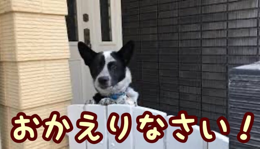ふぅちゃん、扉から覗き込んでお出迎え