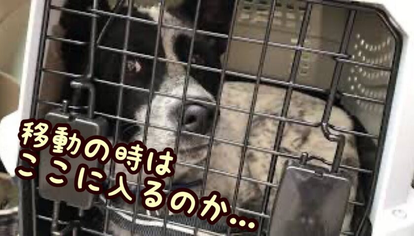 保護犬ふぅちゃん、クレートの中は慣れたかな？