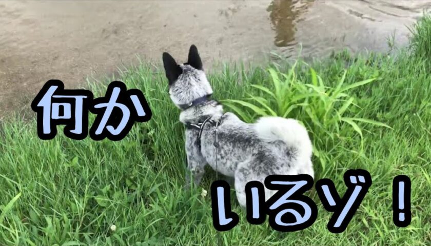 水辺に何かいるゾ！郊外の小川で水中が気になる保護犬ふぅちゃん