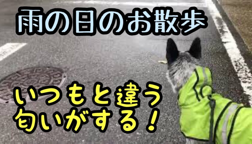 保護犬ふぅちゃん、雨だけどいろんなところに行きたい！