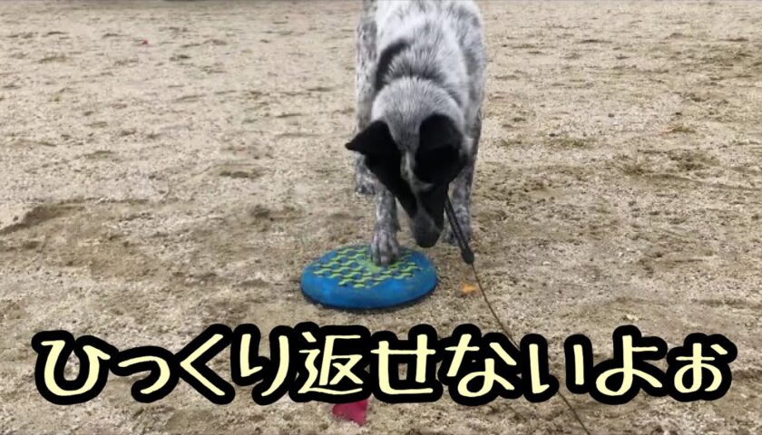 保護犬ふぅちゃん、フリスビーをひっくり返せなくて困った！