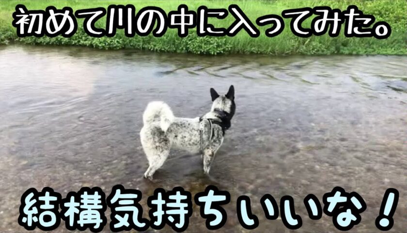 保護犬ふぅちゃん、川の中での水遊びデビュー