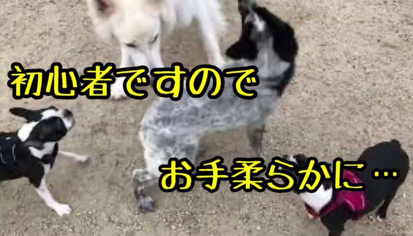 ドッグラン初心者の保護犬ふぅちゃん