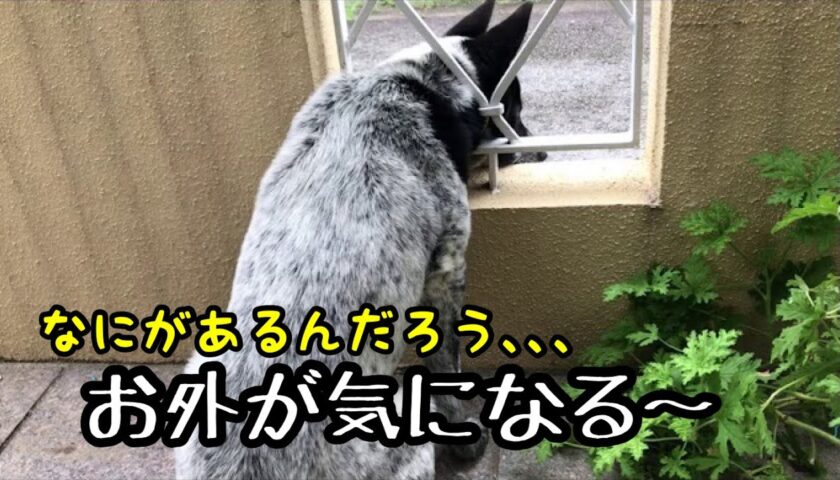 塀の外が気になり、柵の隙間から顔を出す保護犬ふぅちゃん