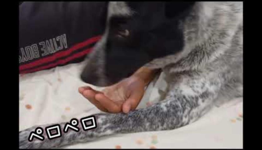 保護犬ふぅちゃんが飼い主さんの手をぺろぺろと舐めている様子