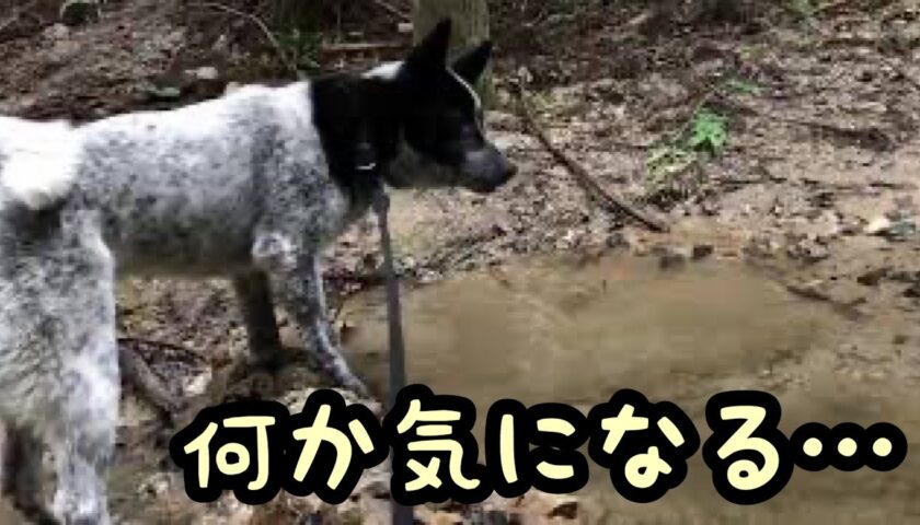 ふーちゃん、森の中で土の中の何かが気になります。