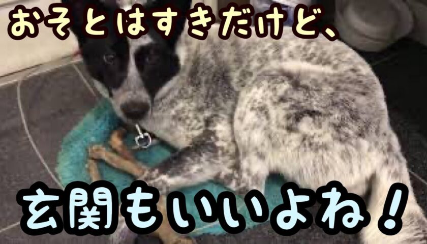ふぅちゃん玄関でくつろぎ中