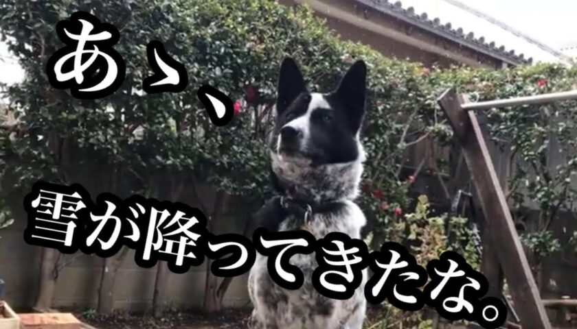 雪を見つめる保護犬ふぅちゃんの真剣な表情
