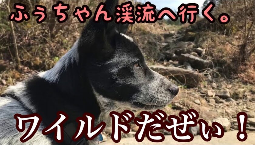 ふぅちゃん、初の渓流体験