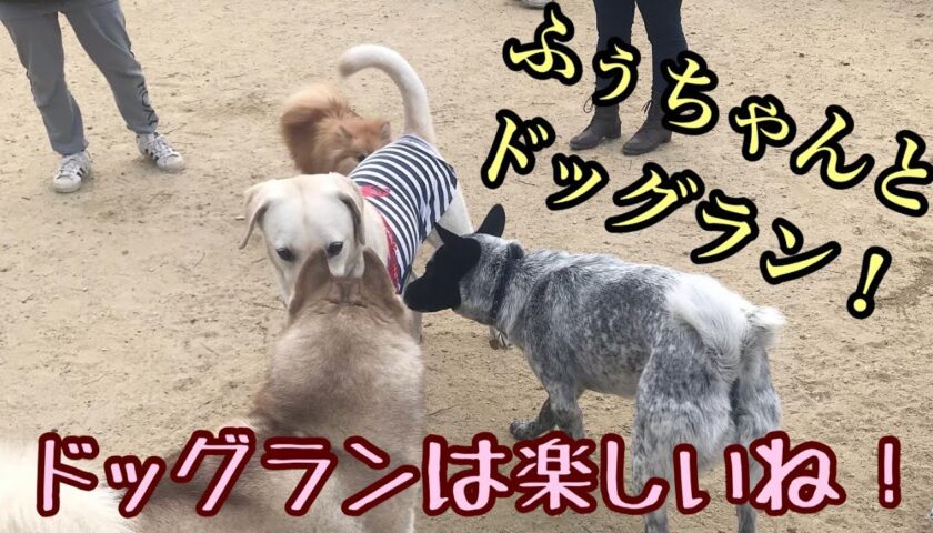 ふーちゃん、ドッグランで追われた後に人気者になる。