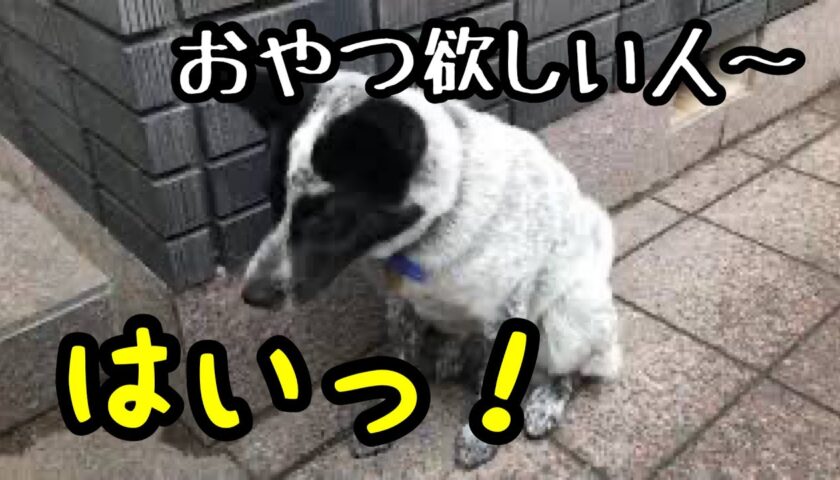 保護犬ふぅちゃん、タッチしてエサをねだります。