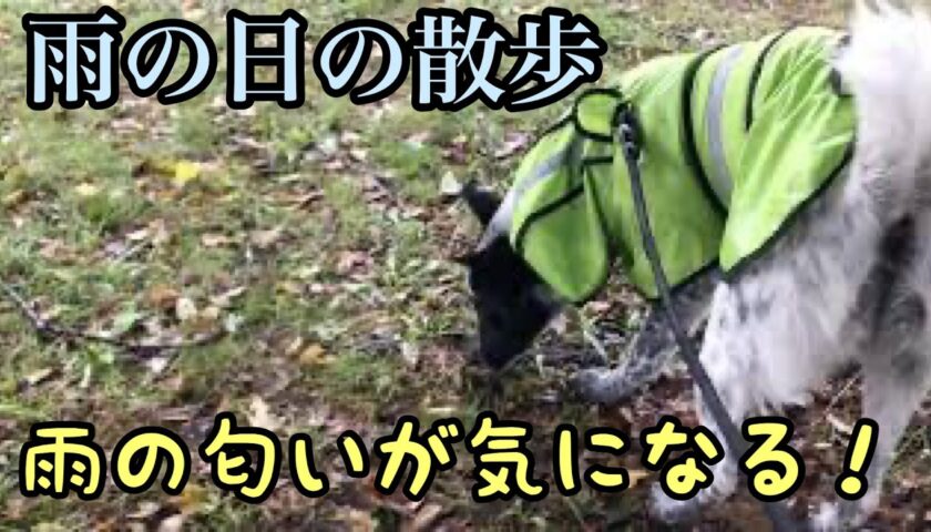 保護犬ふぅちゃん、雨でもレインコートを着て元気に散歩。においが気になります！