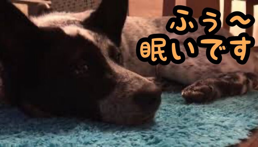 ふーちゃん、もう眠いです。