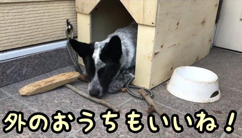 新しい外のおうち完成！