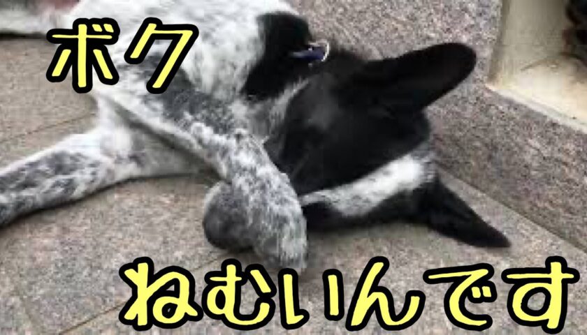 保護犬ふぅちゃん、昼下がりに眠気におそわれて…