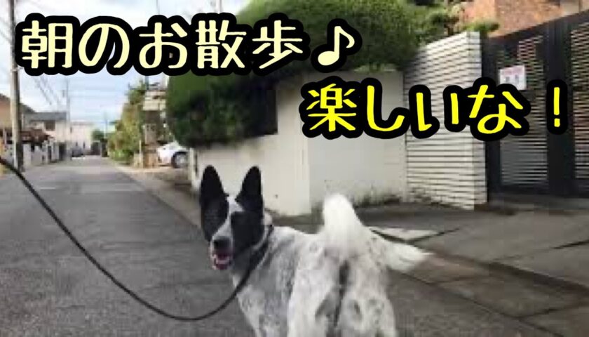 保護犬ふぅちゃんのモーニングルーティーン　朝のお散歩楽しいな♪