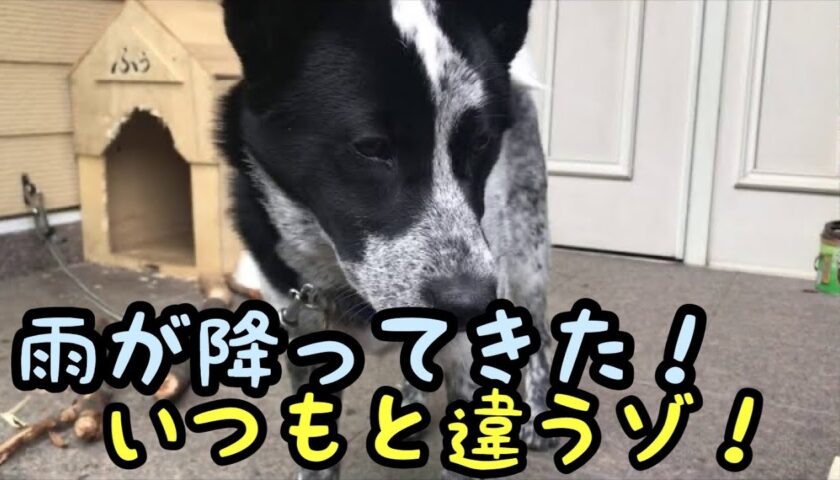 保護犬ふぅちゃん、雨が降り出した音が気になります