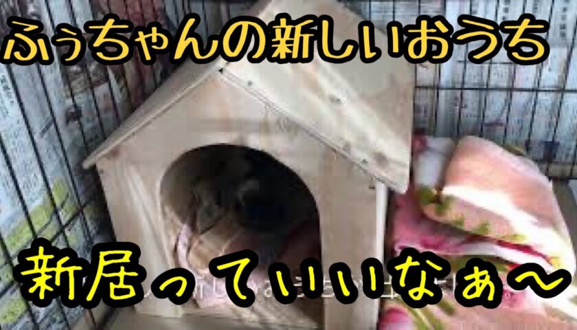 【HD画質】新しいおうちでくつろぐふーちゃん