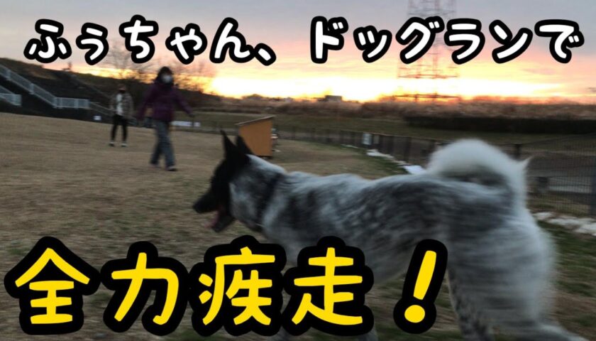 夕日の中ドッグランを全力疾走する保護犬のふぅちゃん