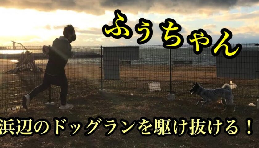 浜辺のドッグランで自由に駆け回る保護犬のふぅちゃん