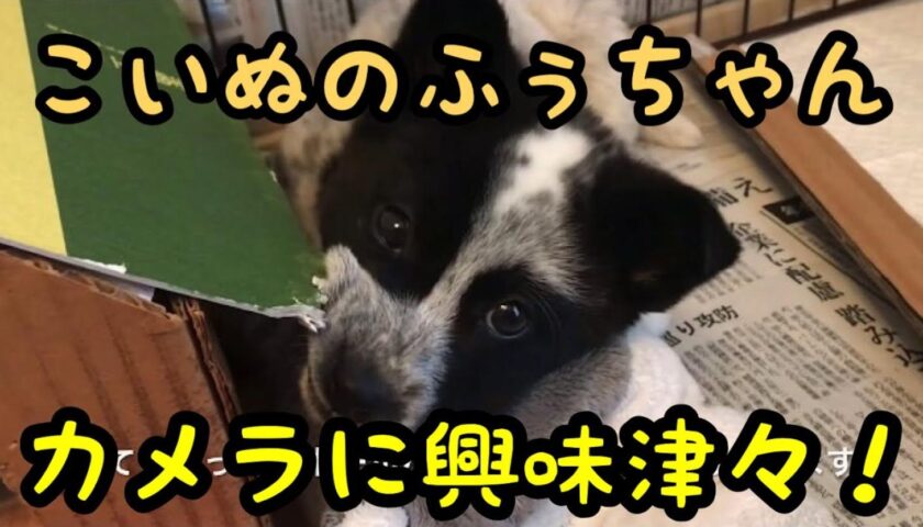 カメラに興味津々な子犬時代の保護犬ふぅちゃん