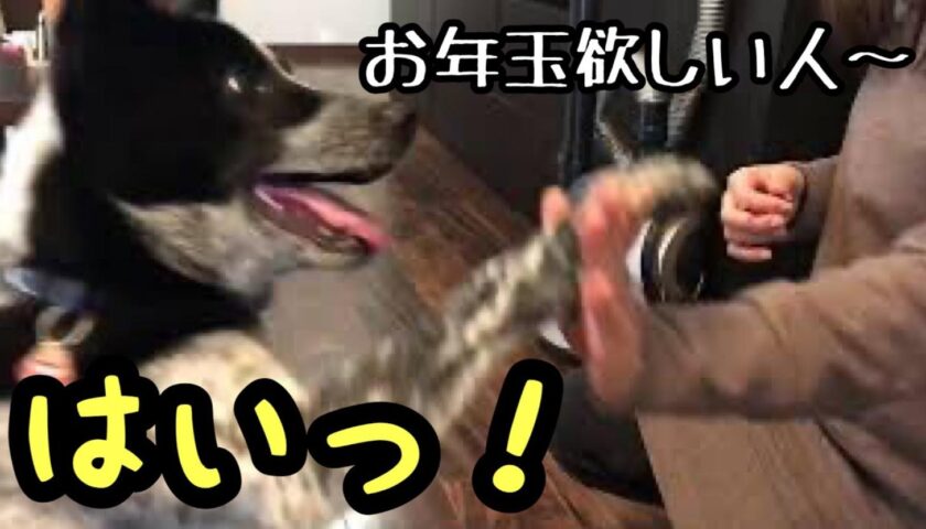 「お年玉ほしい人ー」「はいっ！」とお手をする保護犬のふぅちゃん