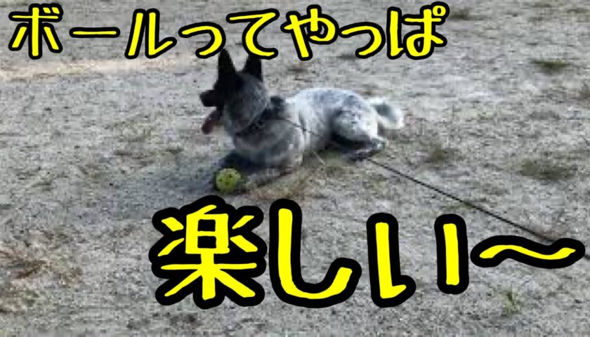 保護犬ふぅちゃん、早朝のボール遊び
