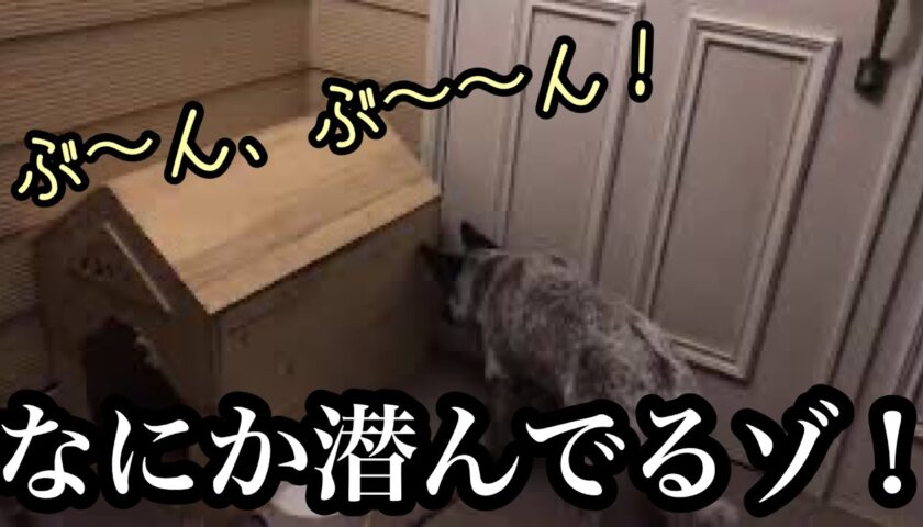 夜中にブーンと虫が襲来、その正体は　　　カメムシ！
